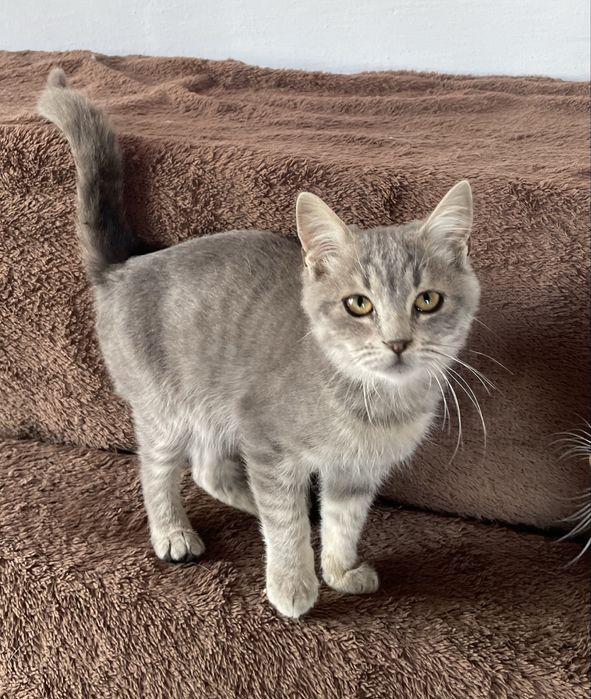 Котенок мальчик в добрые руки