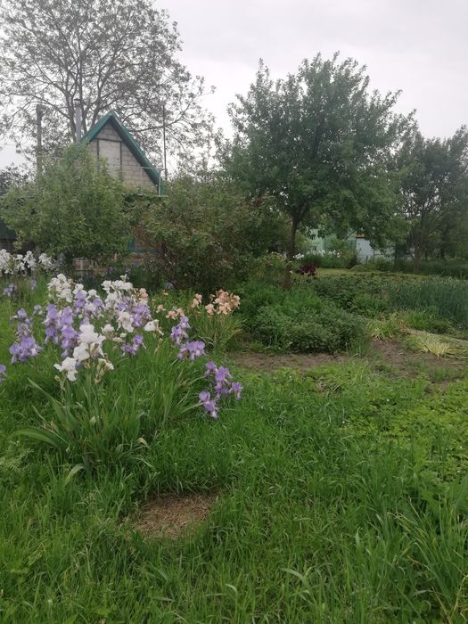 Дача з цегляним будинким кооператив Озон