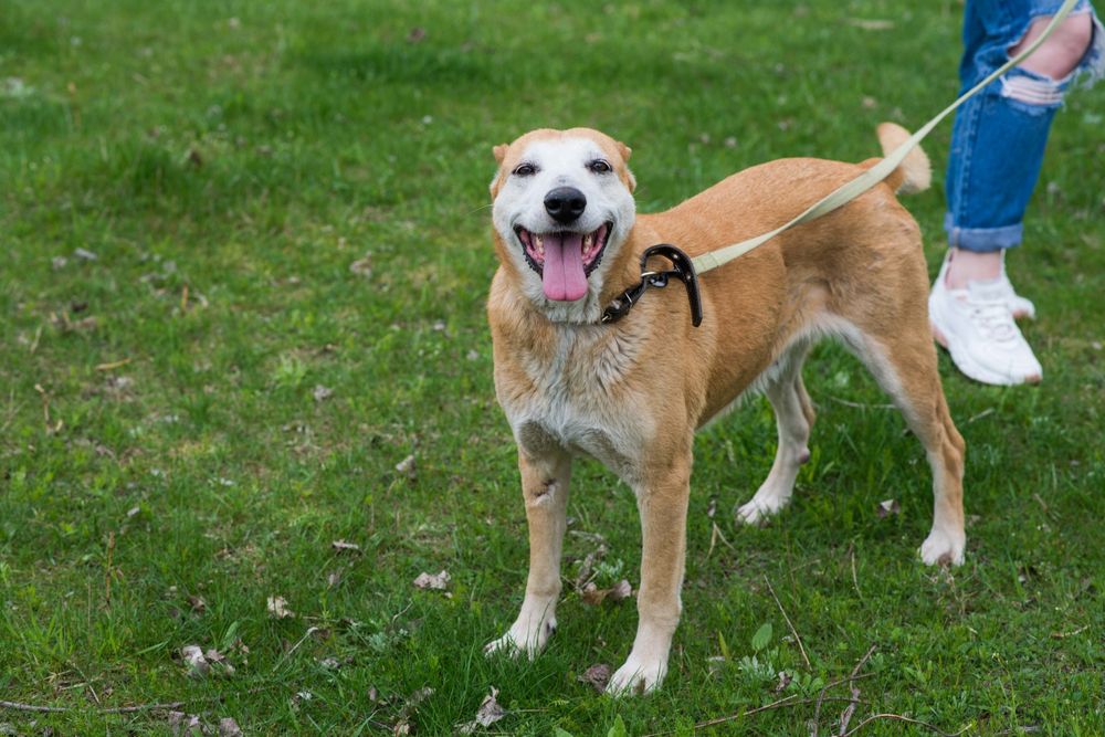 Дуже класна собака шукає дім