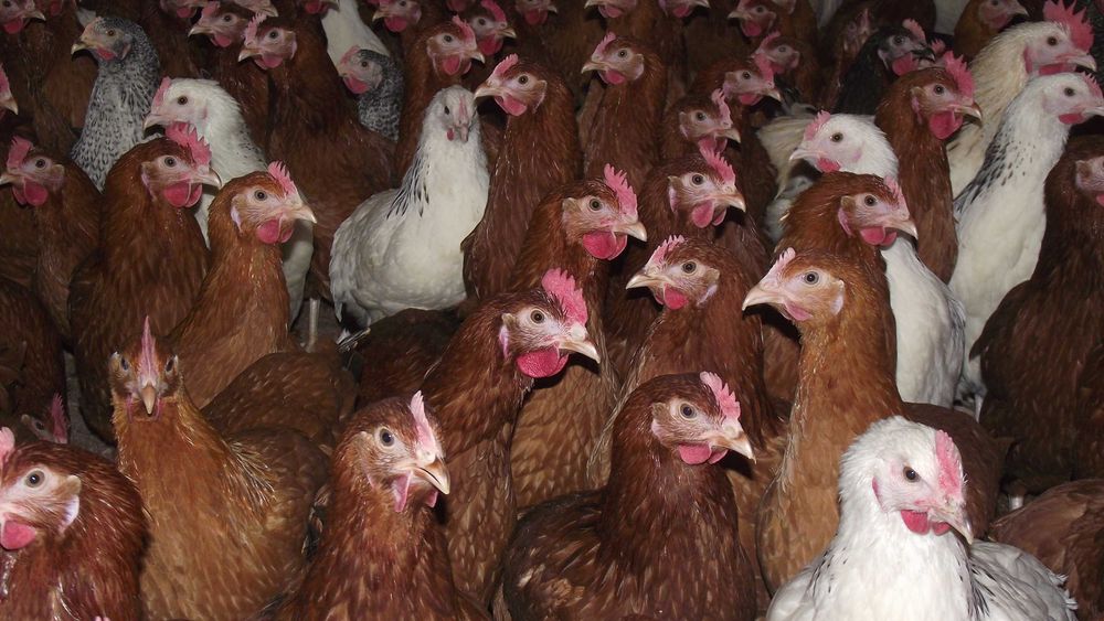 KURY nioski zdrowe piekne Zapraszamy