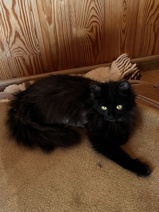 Кошенчтко хлопчик в добрі руки