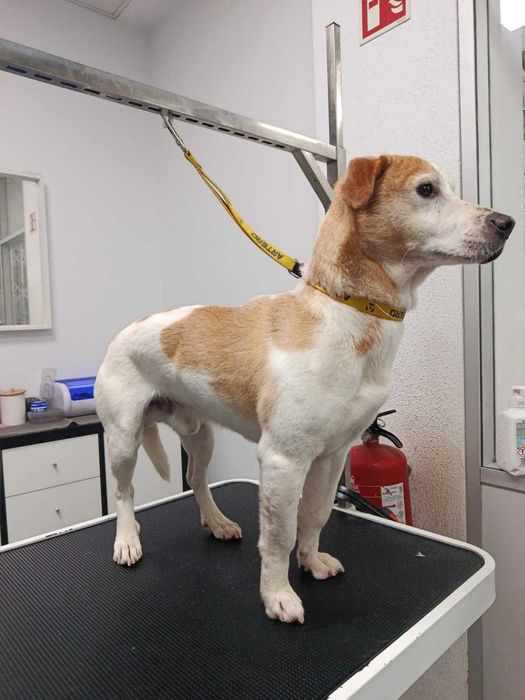 Cão porte pequeno para adoção responsável