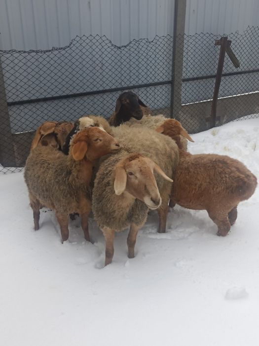 Ягниці курдючної породи (Гісари) вівці молоді.