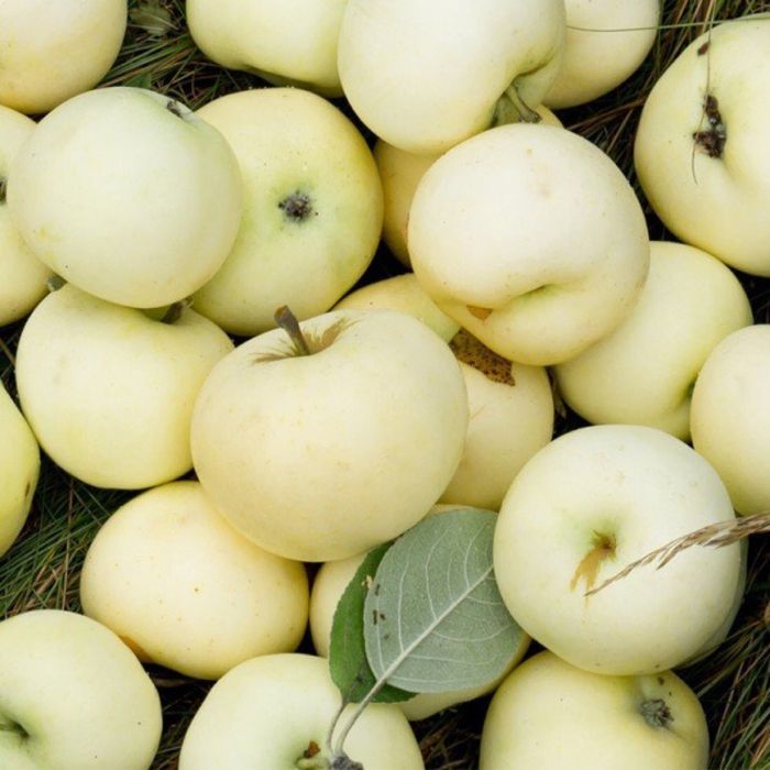 Продам саджанці яблунь