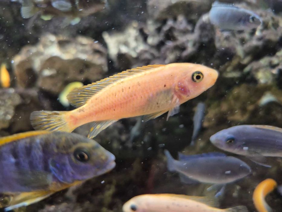 Pyszczak wysmukły Labeotropheus trewavasae Thumbi West, para, samica po pierwszej inkubacji, pyszczaki, Malawi