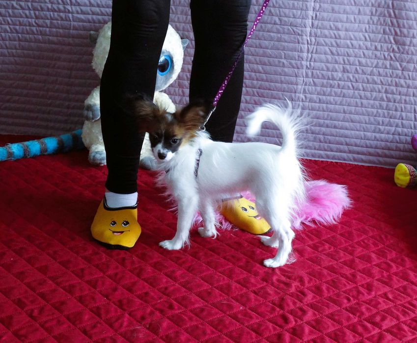 Papillon ZKwP- suczka MAJLA