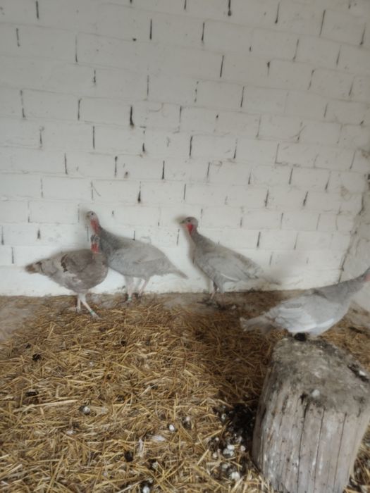 Indyki  lawendowe JAJA LEGOWE