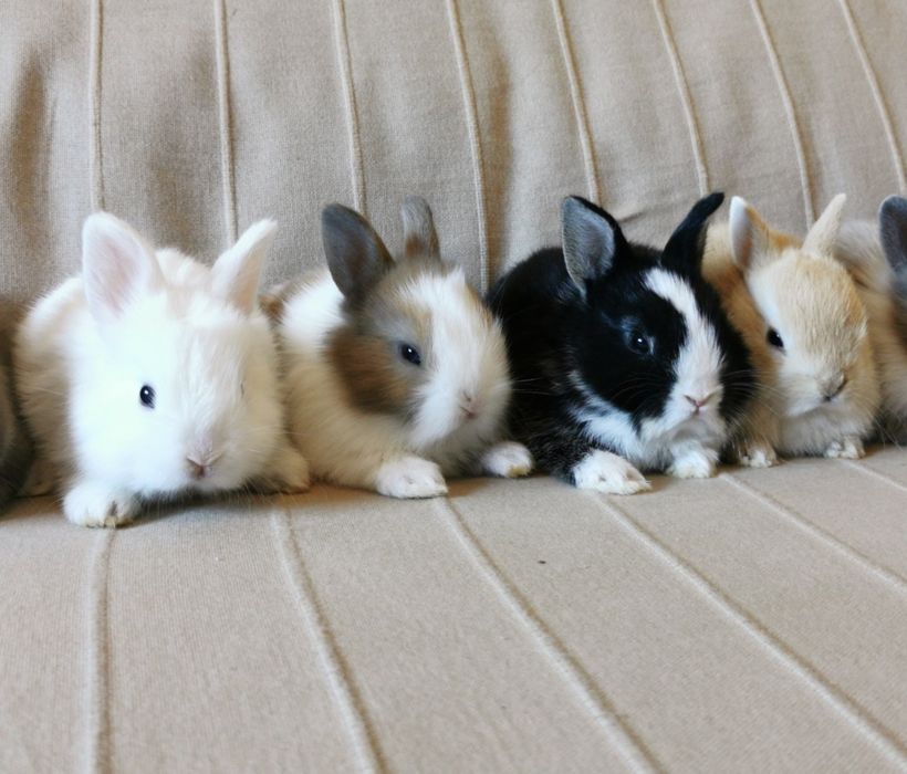 Mini Coelhos anões + gaiola nova + alimentação adequada