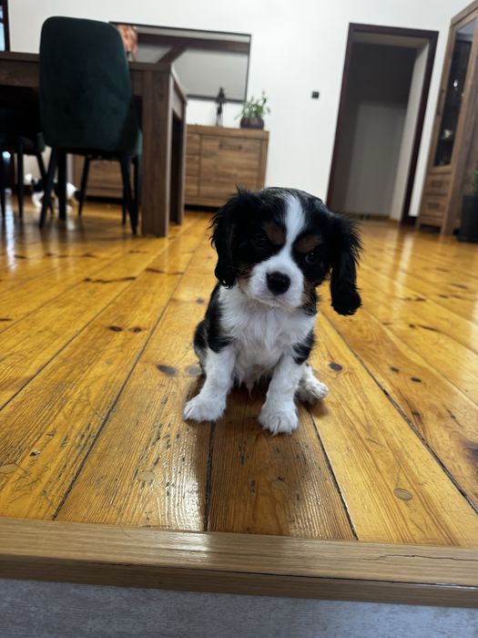Cavalier king charles spaniel