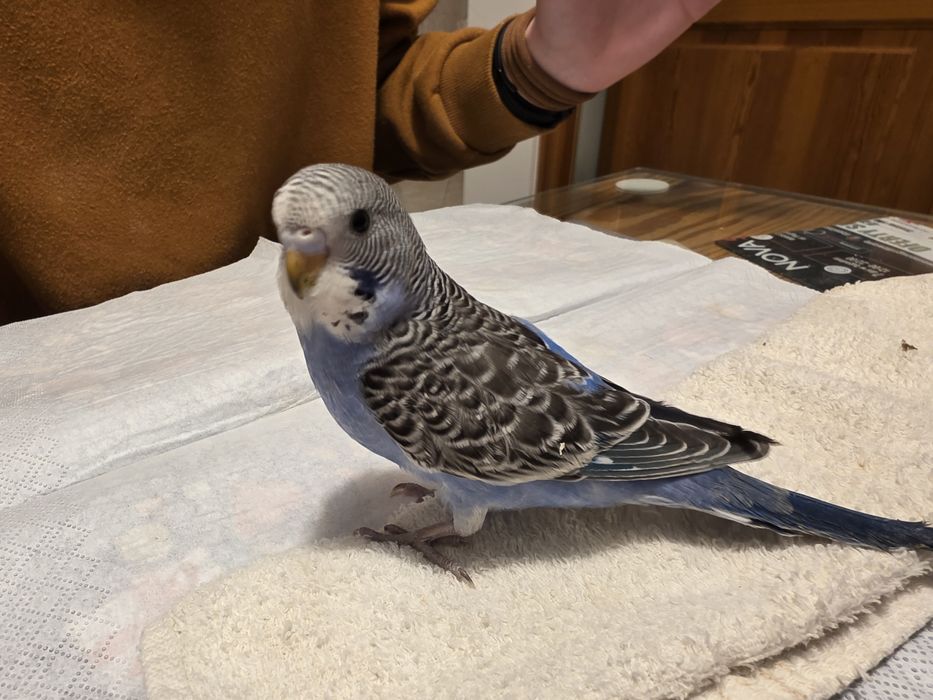 Papuga falista młoda