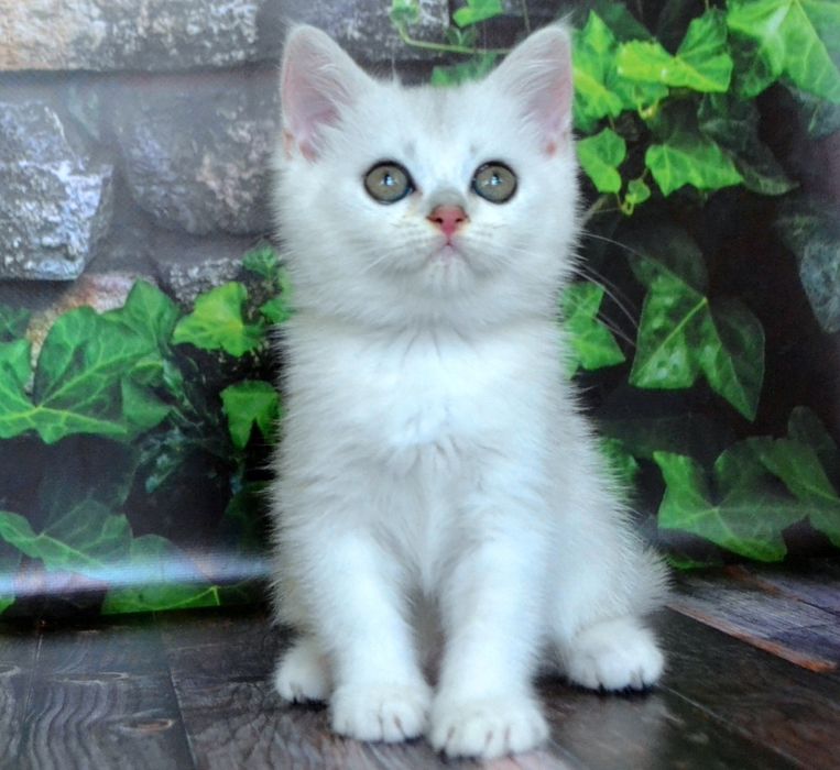 Шиншила дiвчинка