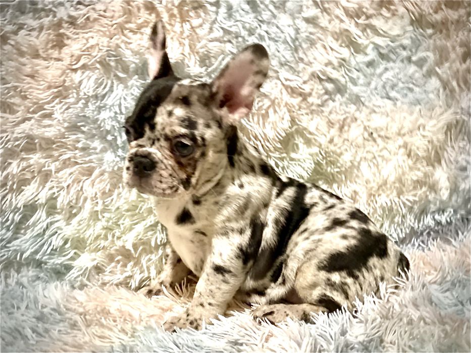 Цуценята французького бульдога – лілові та блакитні мерлі, чорні