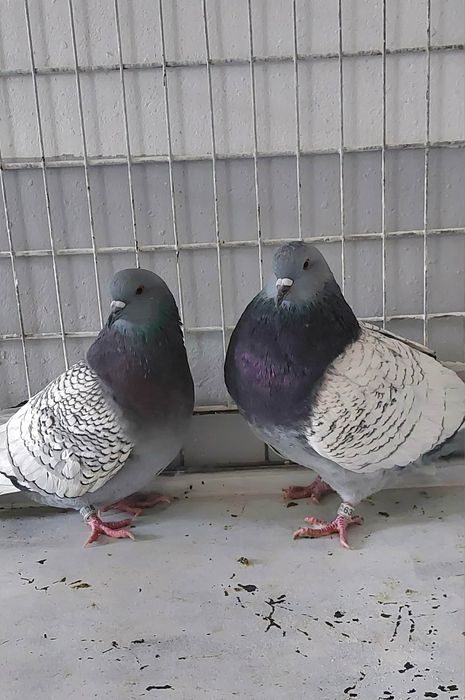 Gołębie Ryś Staropolski