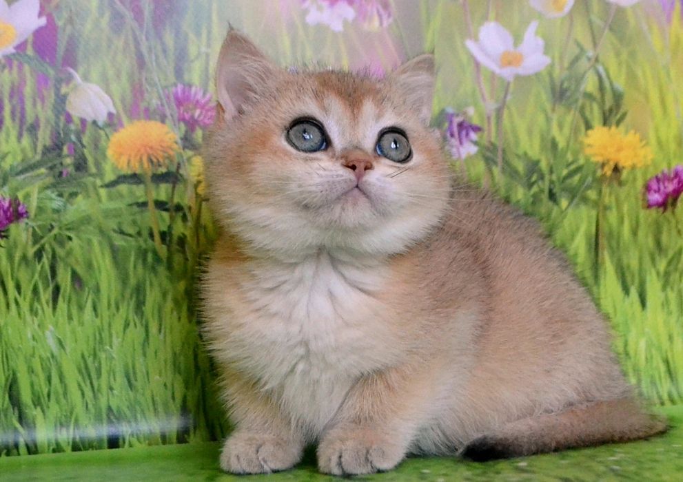 Британочка для найкращих батьків