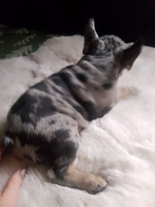 Buldożek francuski.