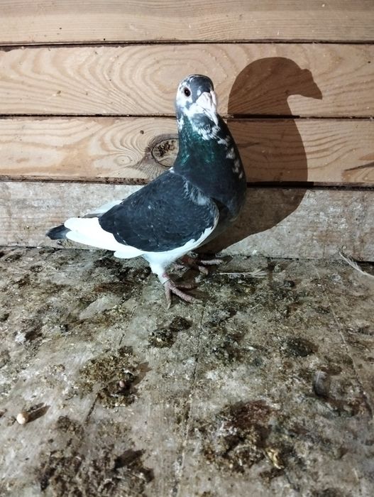 Gołębie staropolskie