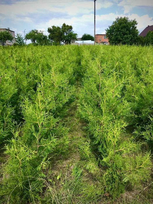 WIOSENNA PROMOCJA !! Tuja Tuje Brabant 140-150 cm Sadzenie