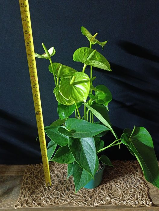 Антуріум ,, Vanilla,,