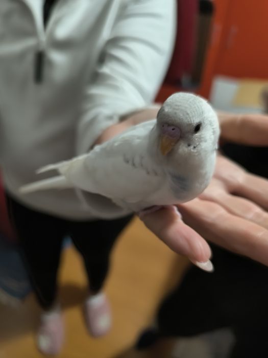 Piriquitos para acabar de criar a mão