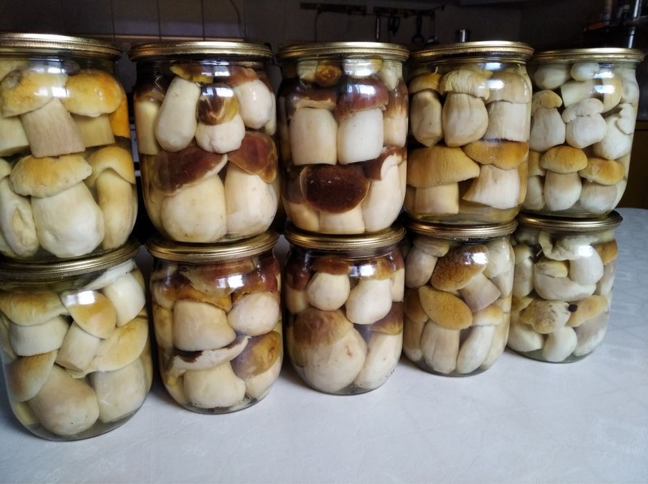 Гриби білі та інших видів