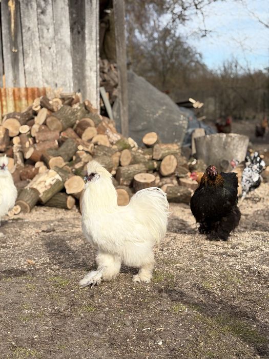 Silki młode, koguty