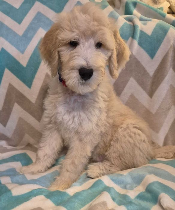 Goldendoodle f1b standard samiec
