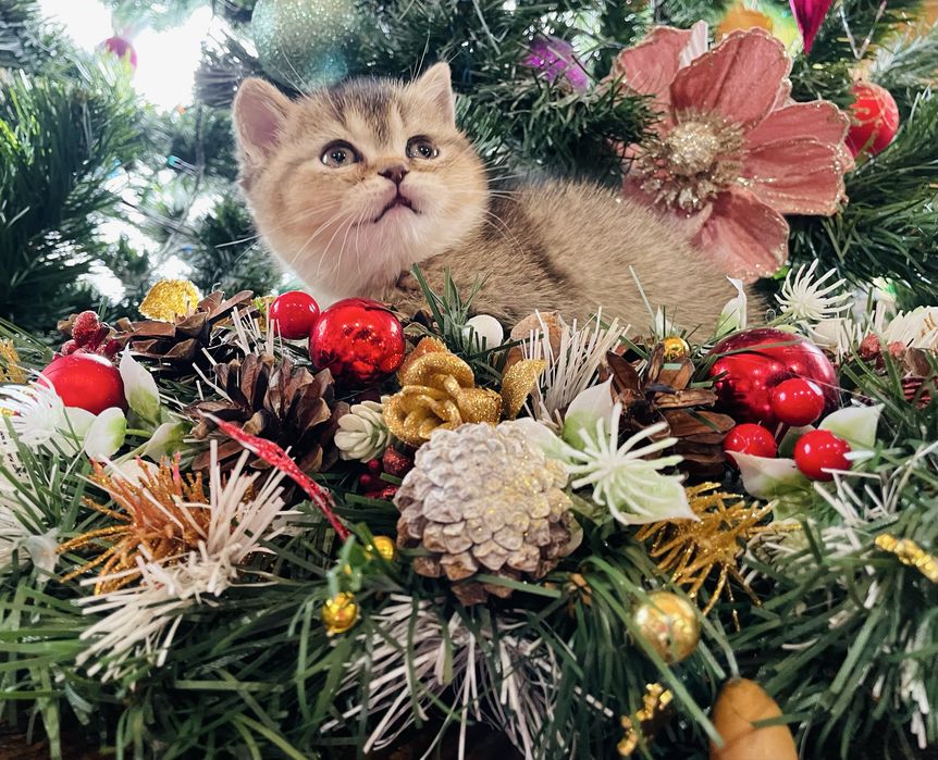 Розкішна шотландська дівчинка золота шиншила