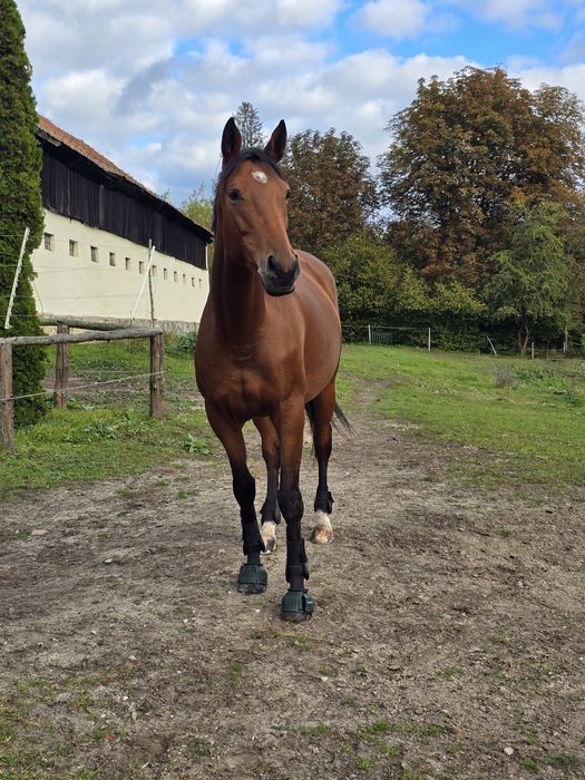 Sprzedam klacz z licencją