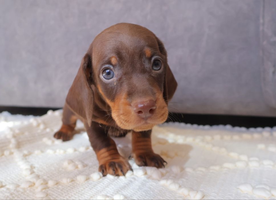 Teckel chocolate tan