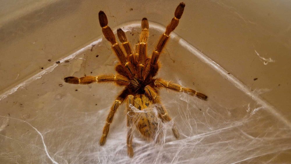 Pterinochilus murinus usambara SAMICA