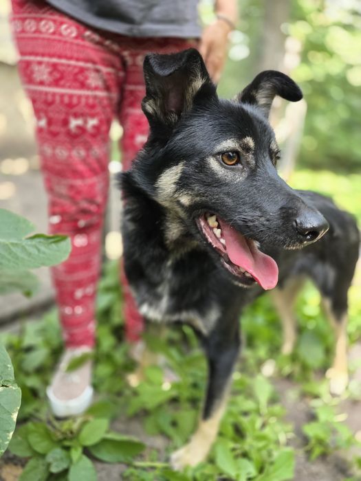 Песик в добрі ручки!