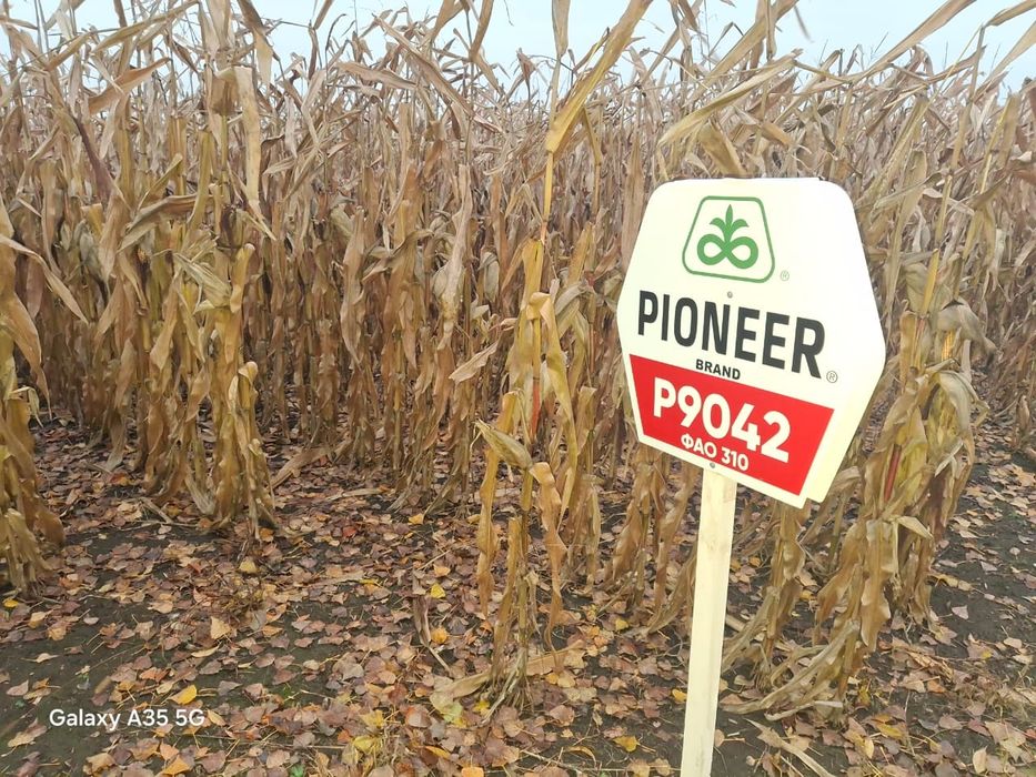 Кукуруза пионер р9042