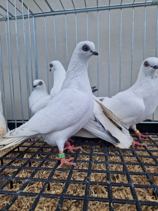 Winerki 2025r samice I samce