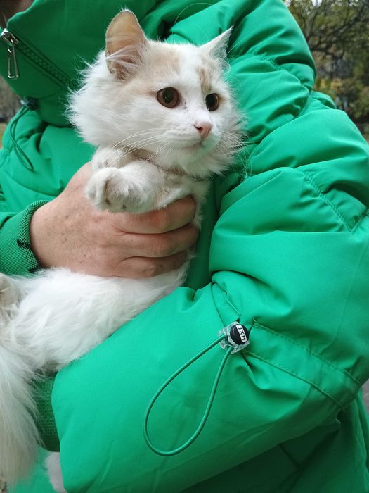 Красуня  киця породи ангора.   Вісім місяців.