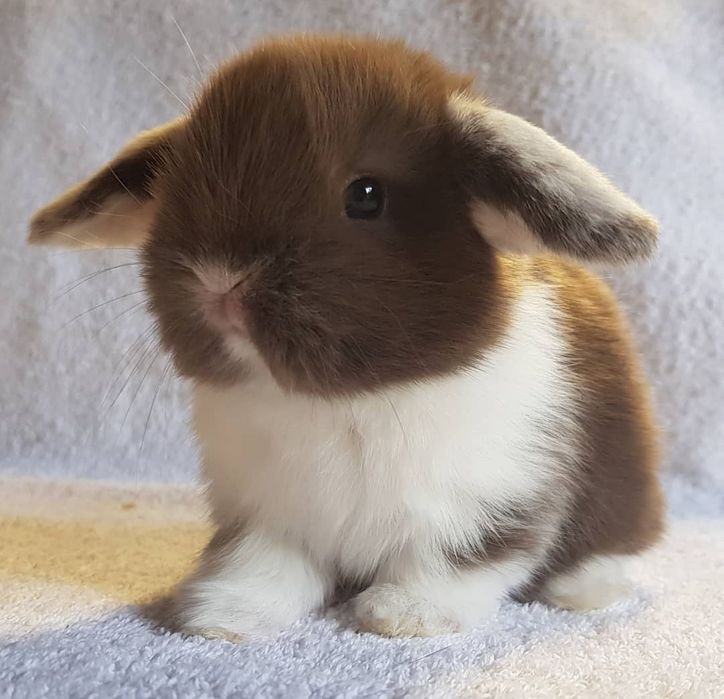 KIT Coelhos anões mini loop(orelhudos) super inteligentes e dóceis