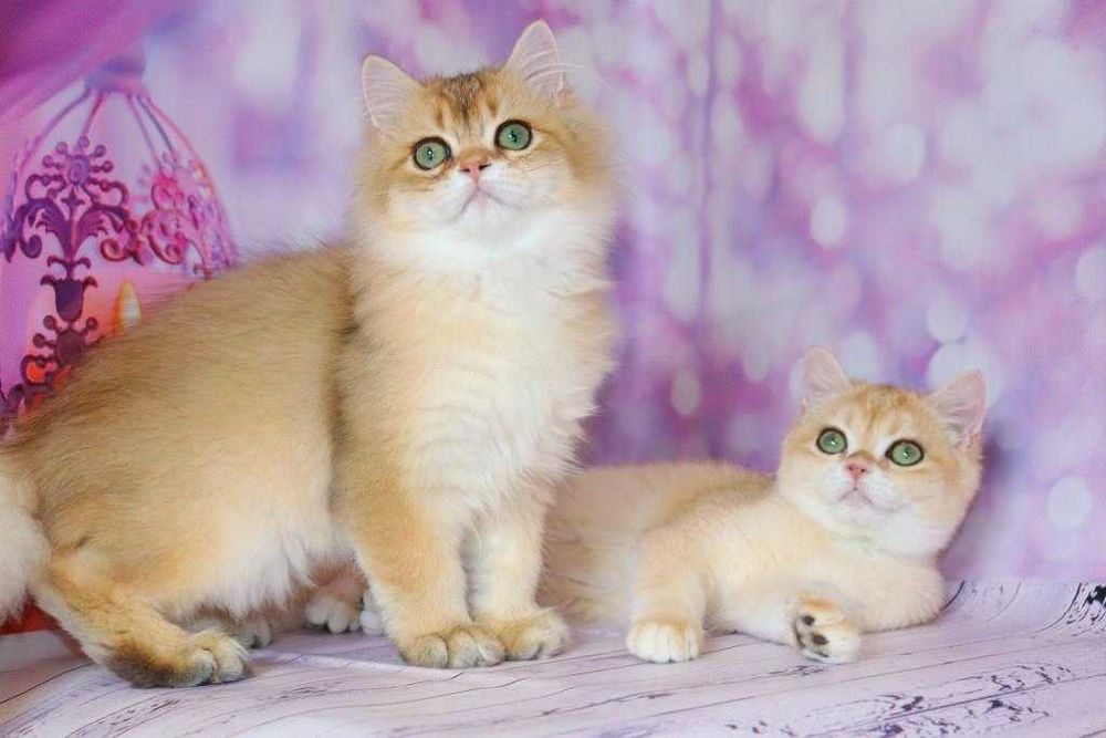 Чудові кошенятка британської породи