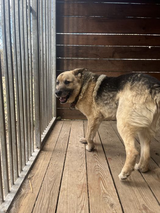 pies do adopcji za darmo