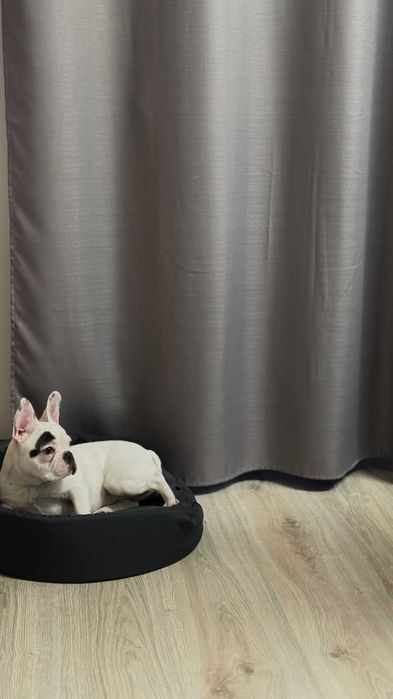 Sprzedam psa rasy buldog francuski rodowòd