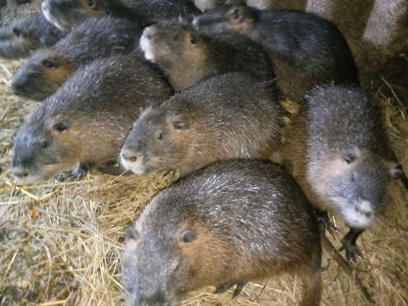 самці внутрії великої породи