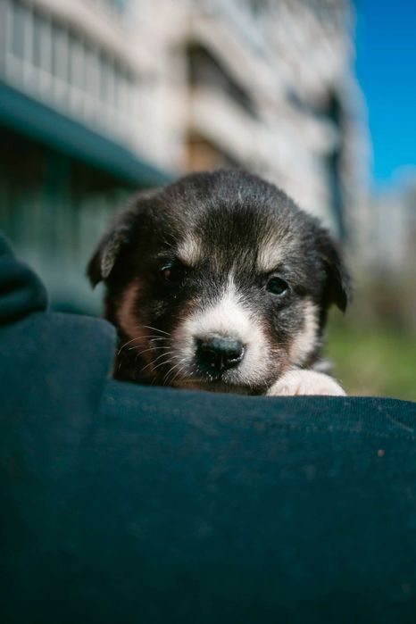 Цуценята шукають дім