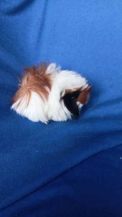 Питомник морские свинки