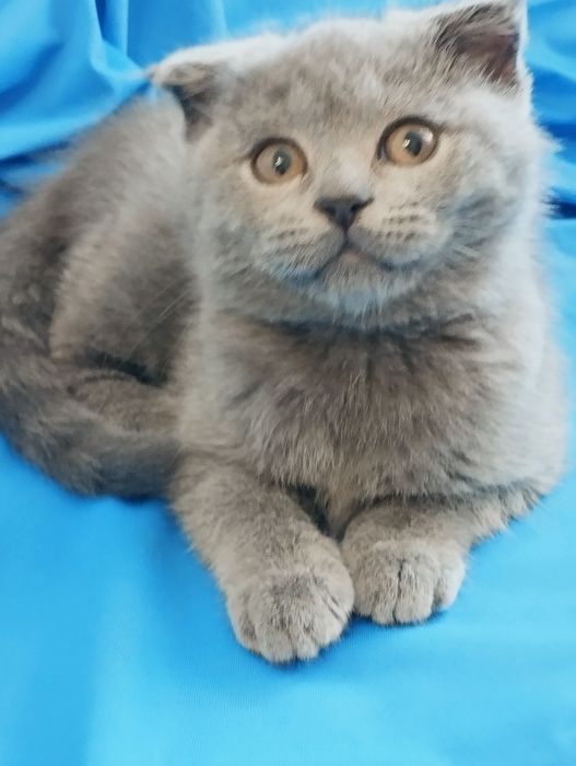 Шотландській скотіш фолд хлопчик