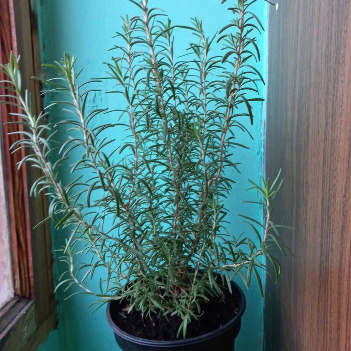 Розмарин , фикус бенджаміна