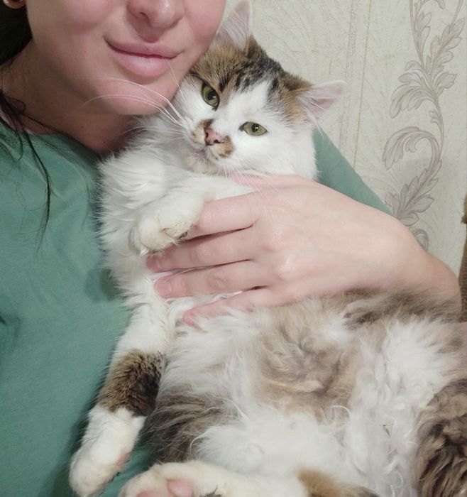 Віддам котика 1 рік