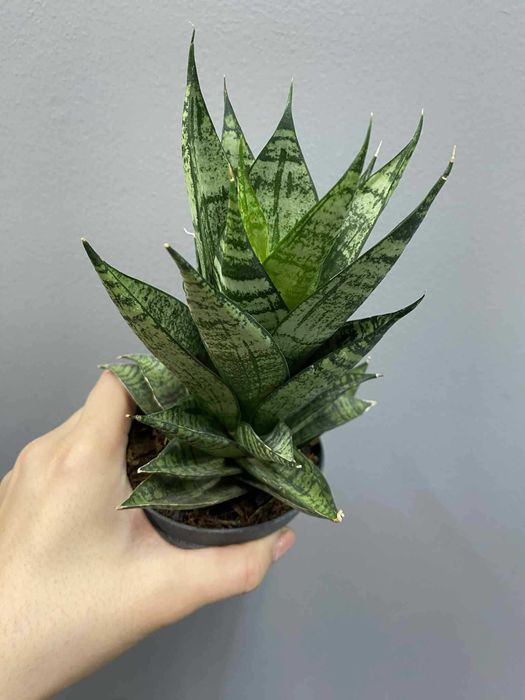 Sansevieria Erlandel Crown Sansewieria Doniczka 9 cm