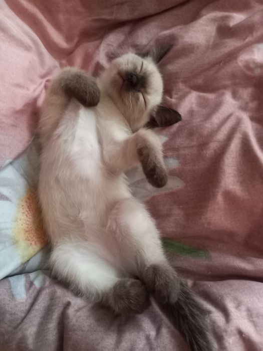 Кошенята Сіамськоі породи