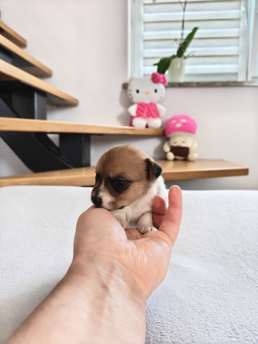 Jack Russell Terrier suczka