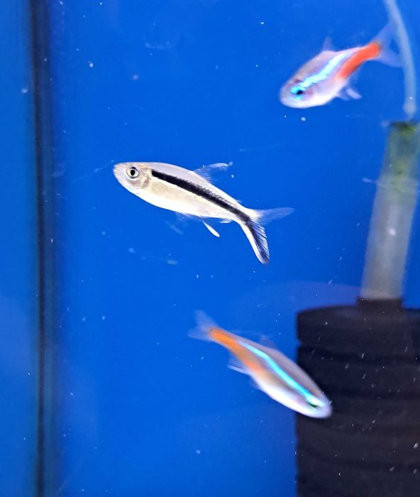 Hokejówka amazońska - sklep Pawik.pl Głogów Młp.