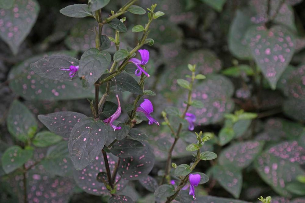 Planta Confete (Hypoestes phyllostachya) "Polka-dot"