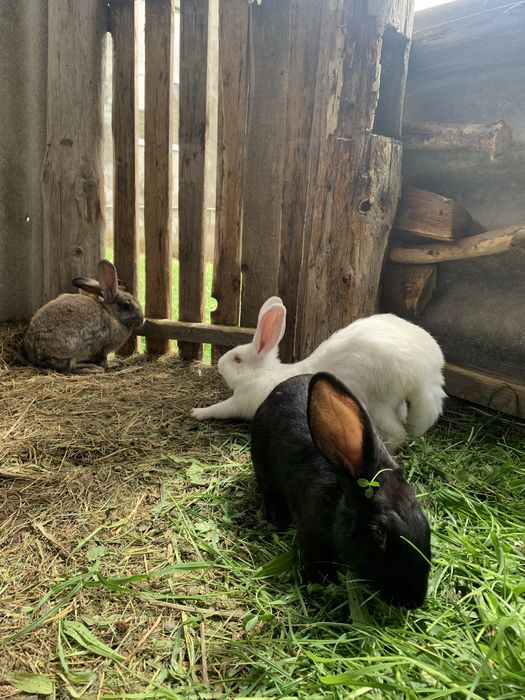 Продам або |ОБМІНЯЮ кроликів